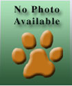 Click here for more detailed Bolognese breed information and available puppies, studs dogs, clubs and forums